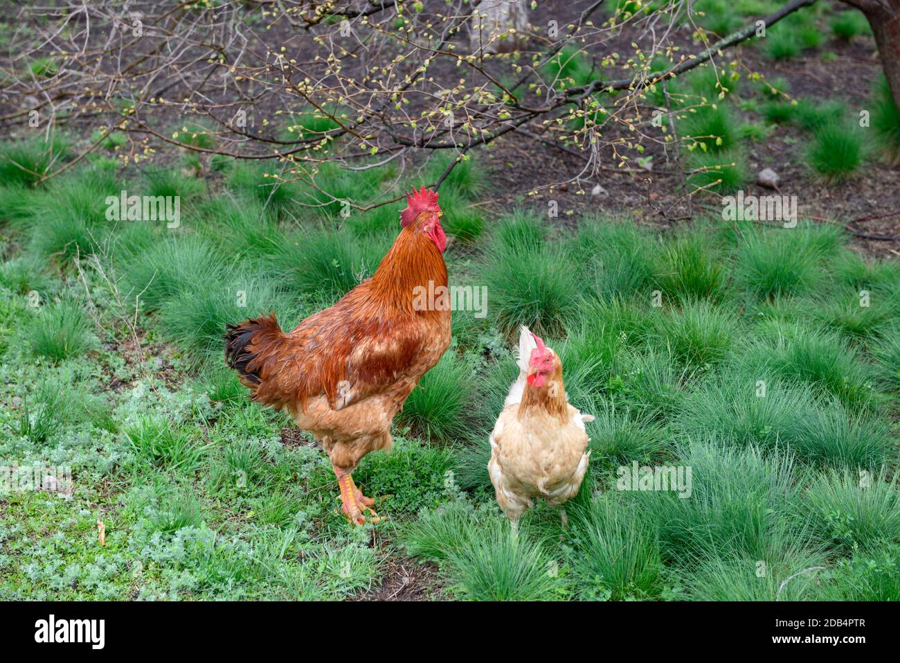 Rooster tail hi-res stock photography and images - Page 3 - Alamy