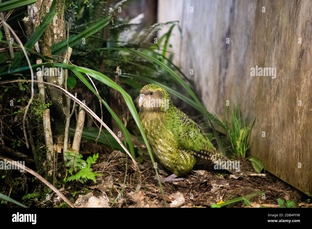 Dunedin. 13th Sep, 2018. File photo taken on Sept. 13, 2018 shows a Kakapo named Sirocco exhibited at the Orokonui Ecosanctuary in Dunedin, New Zealand. Critically endangered native bird Kakapo has won New Zealand Bird of the Year 2020 for an unprecedented second time, event organizer Forest and Bird announced here on Monday. This annual competition is held by Forest and Bird, an independent conservation organization, to raise people's awareness of natural birds. Credit: Yang Liu/Xinhua/Alamy Live News Stock Photo