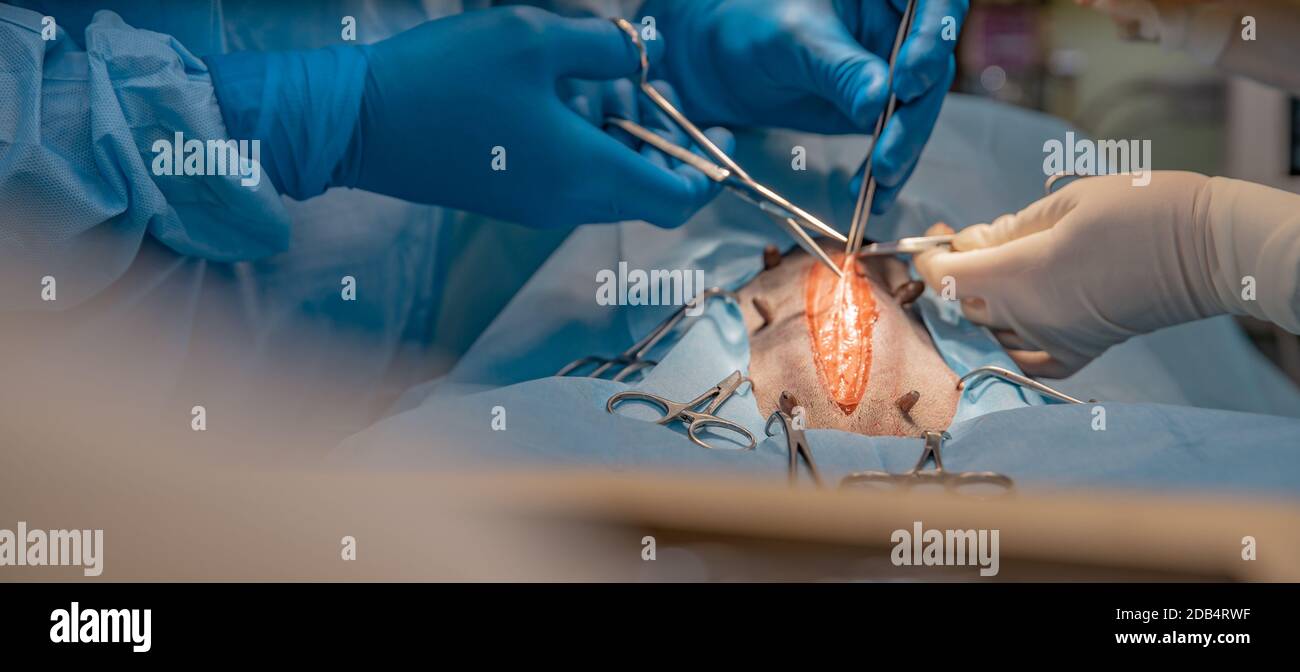 surgery on the abdomen of the animal in the operating room at veterinary clinic. Stock Photo