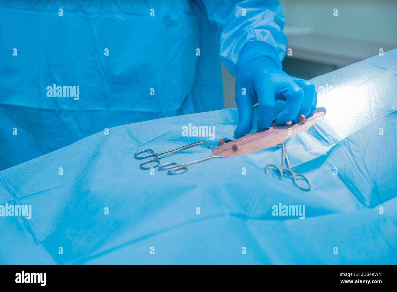 surgery on the abdomen of the animal in the operating room at veterinary clinic. Stock Photo