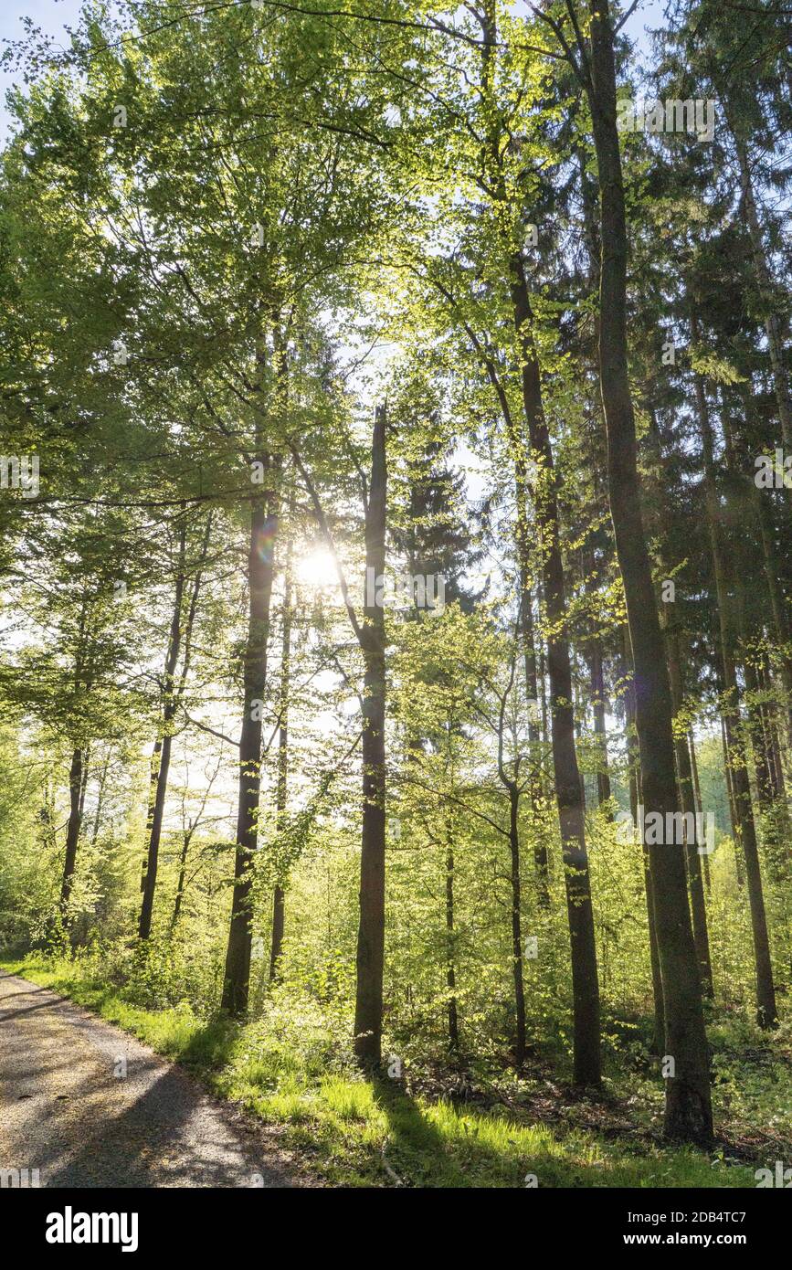 Spaziergang wald hi-res stock photography and images - Alamy
