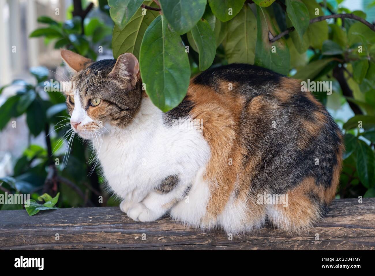 Stray tabby kitty. Abandoned domestic shorthaired cat breed ...