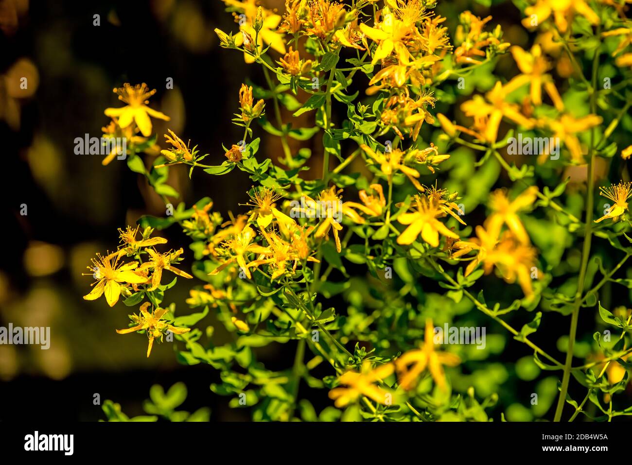 St. John wort, medicinal plant with flower Stock Photo Alamy
