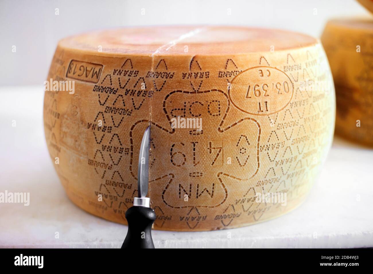 Slicing through a large wheel of Grana Padano cheese from the Po valley in Italy using a blade in close up Stock Photo