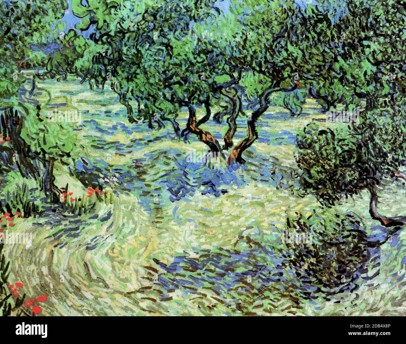 Olive Grove Stock Photo Alamy