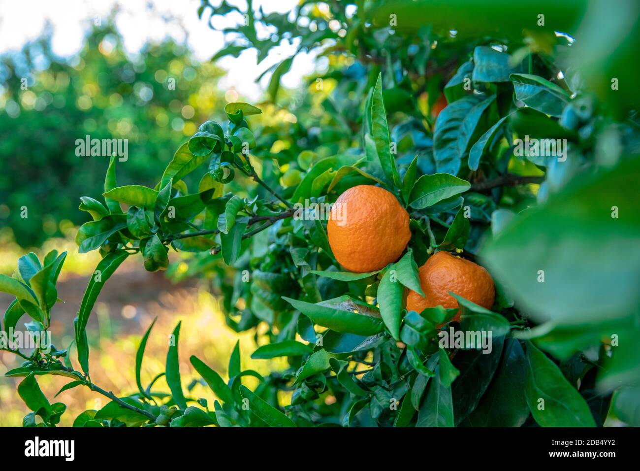 mandarin oranges on the tree, grown for export to Northern Europe Stock