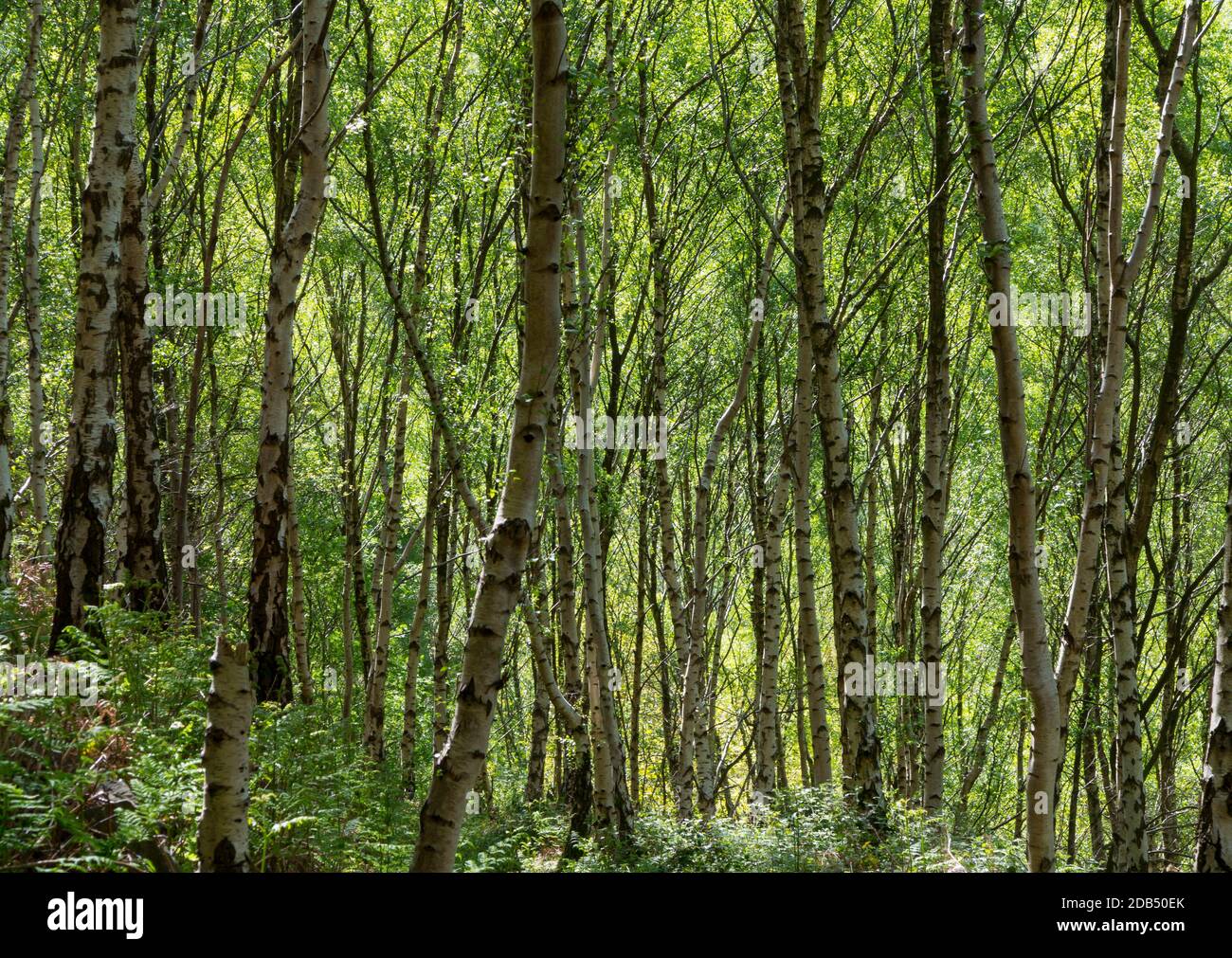 Silver birch Betula pendula trees in Bow Wood near Lea in the Derbyshire Peak District England UK Stock Photo