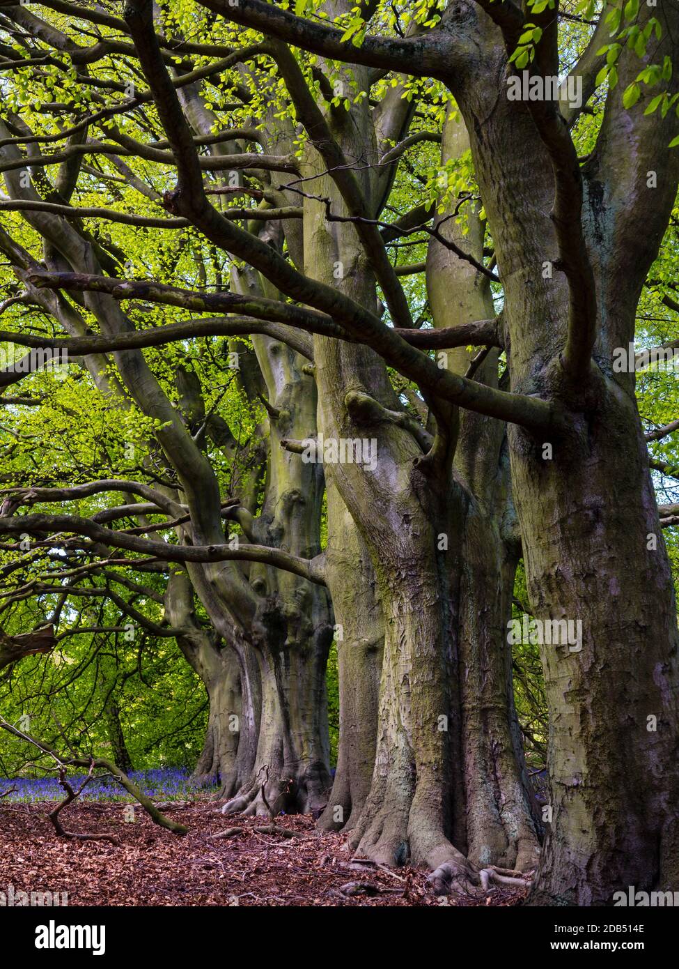 Fagus sylvatica, the European beech or common beech, a deciduous tree belonging to the beech family Fagaceae growing at Bow Wood Derbyshire UK Stock Photo