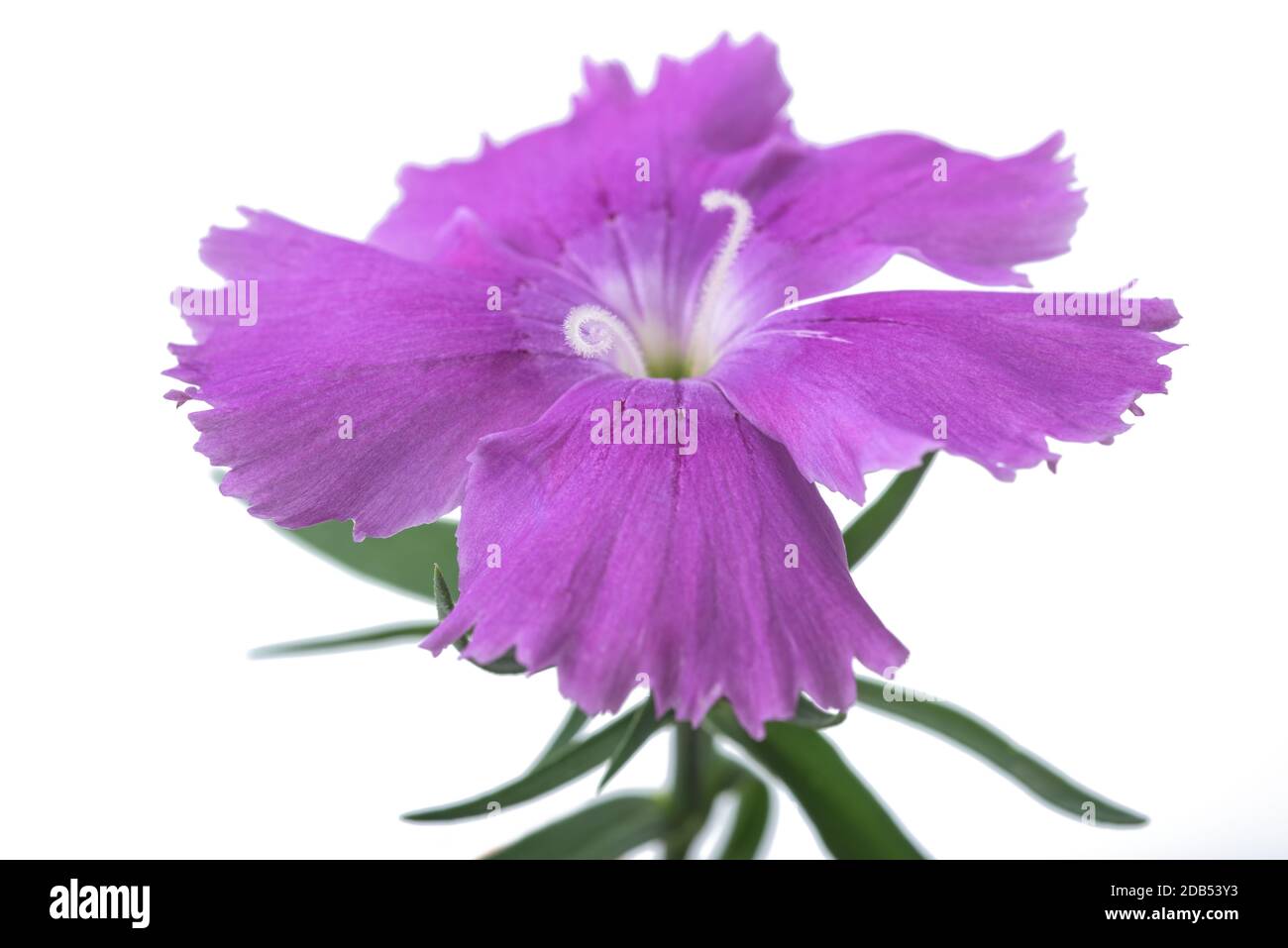 Dianthus flower head isolated on white background Stock Photo