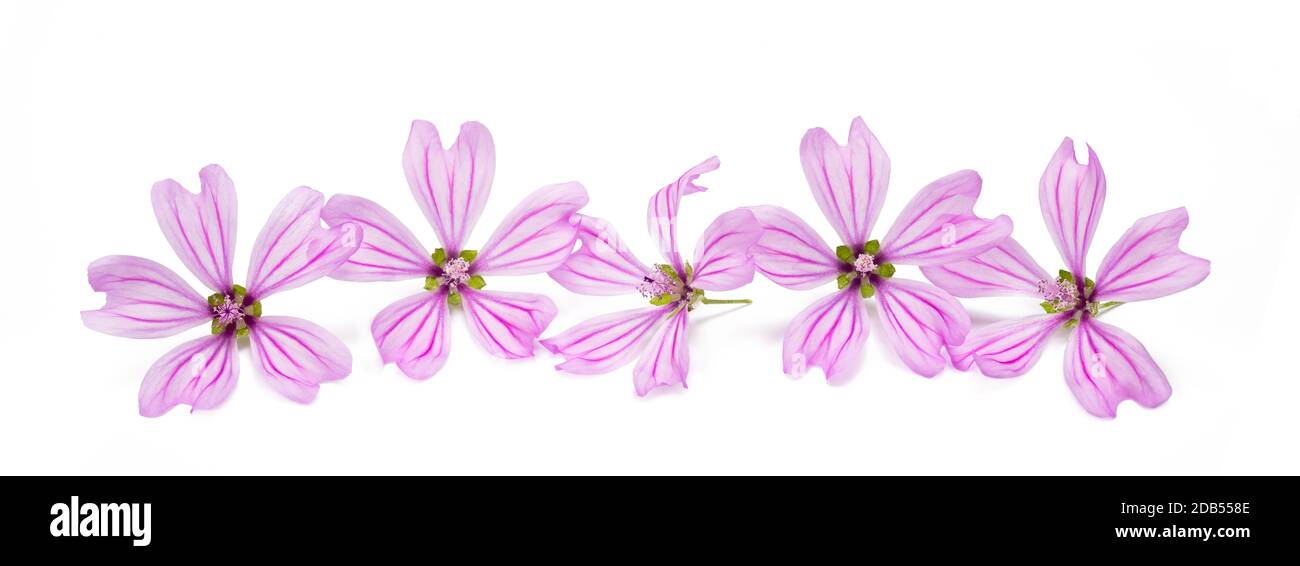 Mallow flowers isolated  on white background Stock Photo