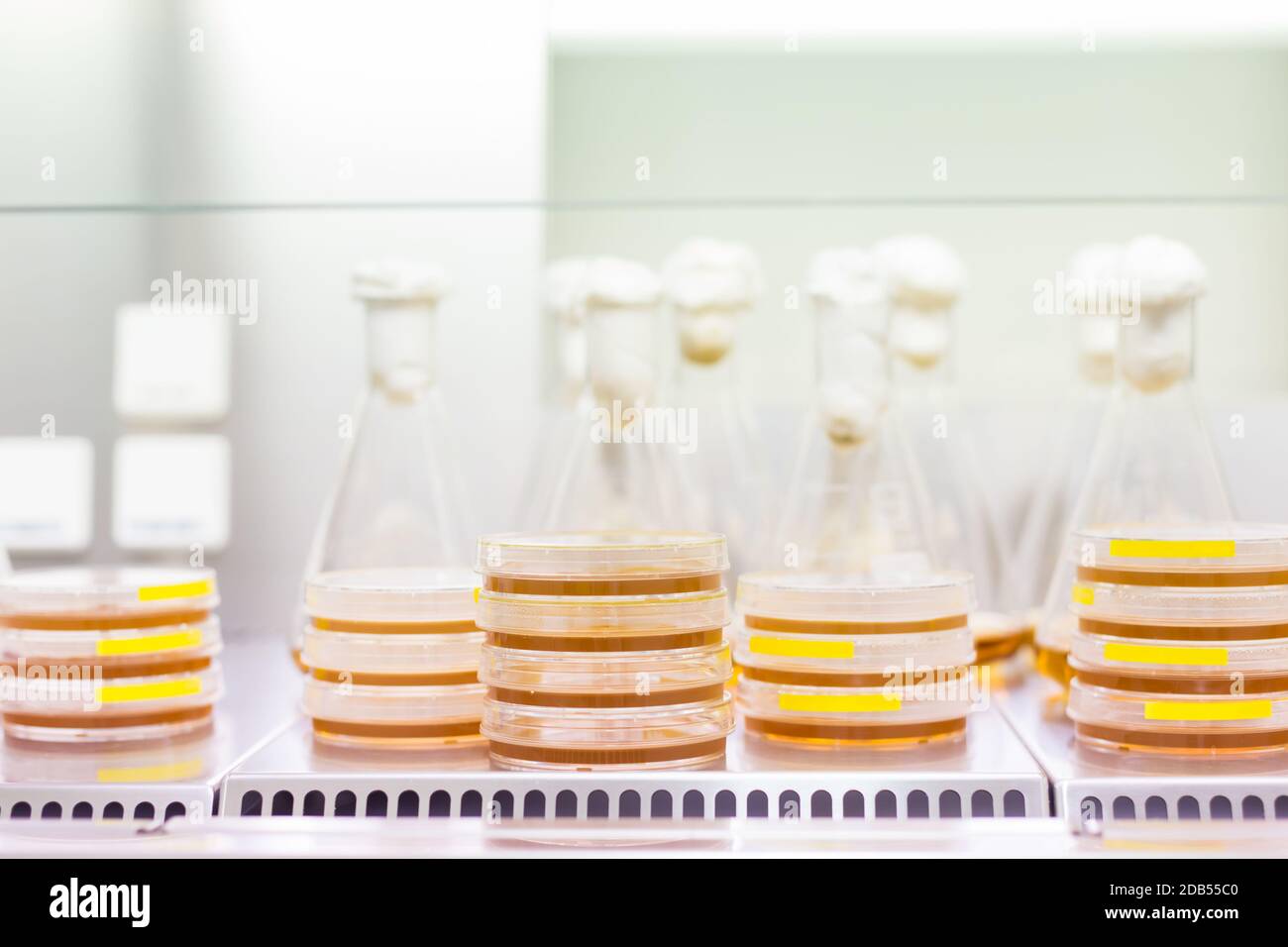 Cell culture samples on LB agar medium in petri dishes and Erlenmeyer