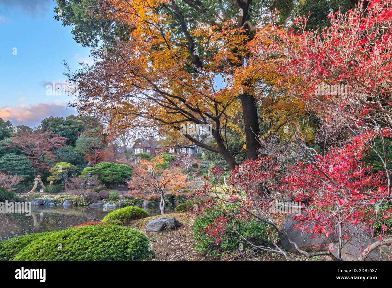 Tokyo Metropolitan Park KyuFurukawa's japanese garden's pine trees protected by a winter umbrella with a red and yellow maple momiji leaves background Stock Photo