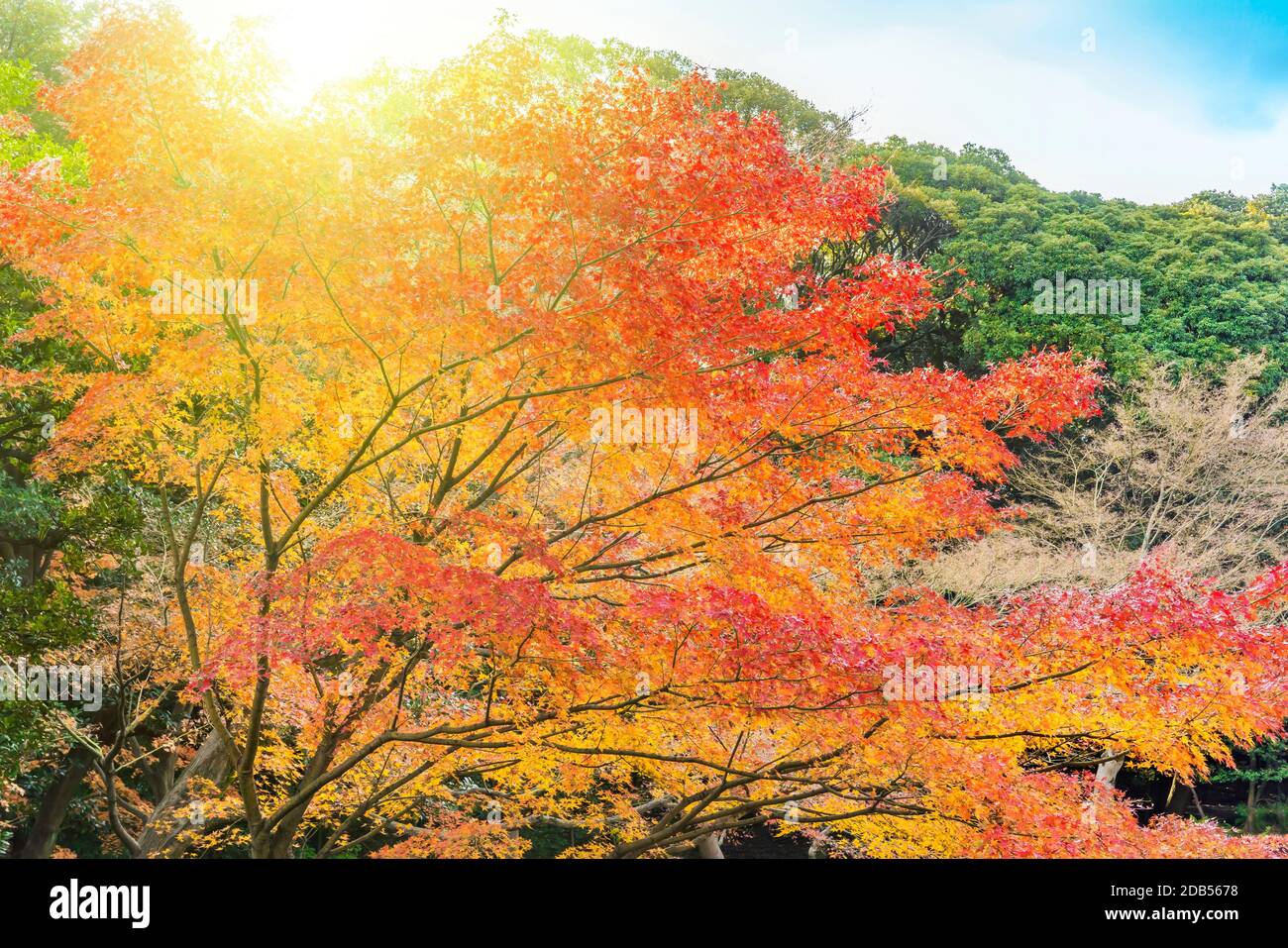 Tokyo Metropolitan Park KyuFurukawa japanese garden's forest of maples and pines trees in autumn. Stock Photo