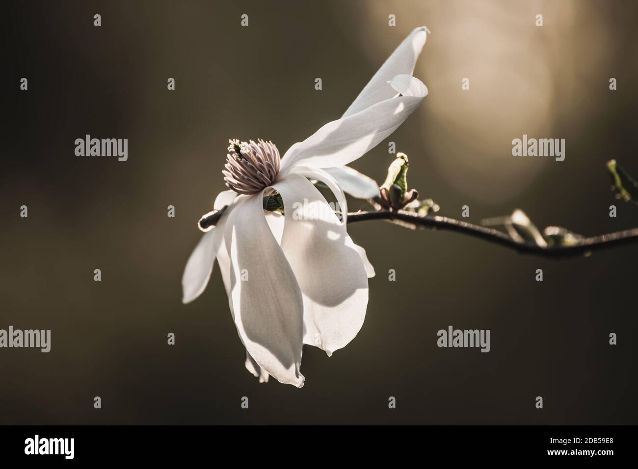 Blossoming of magnolia white flowers in spring time, natural seasonal ...