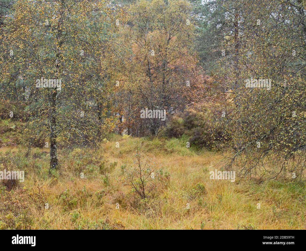 Celtic rainforest rain hi-res stock photography and images - Alamy