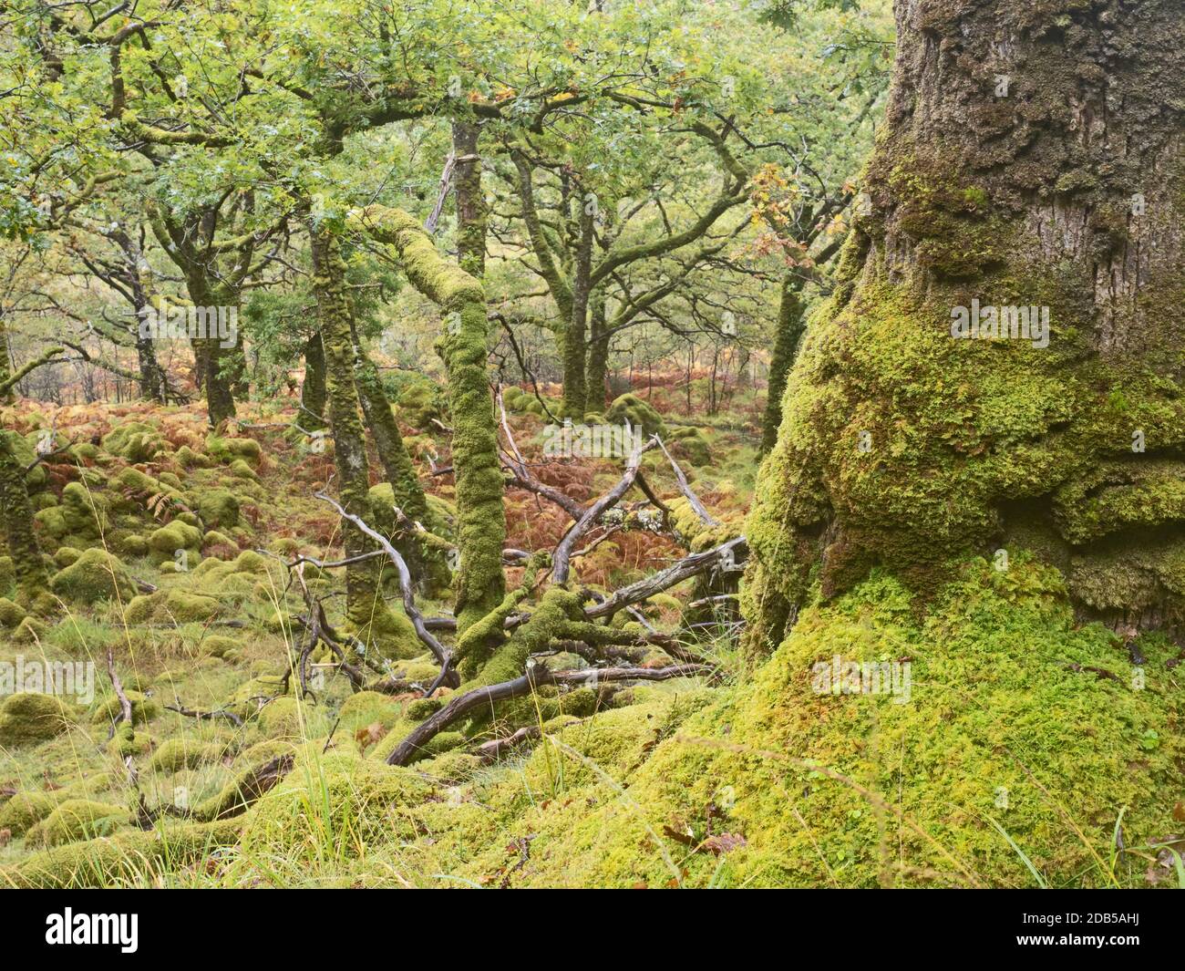 Sunart oakwoods hires stock photography and images Alamy