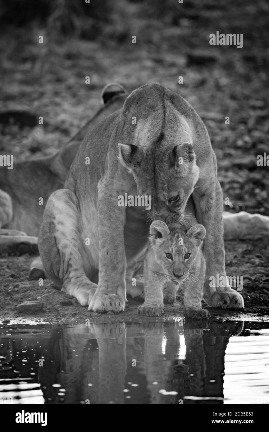 Mono lioness licking cub at water hole Stock Photo