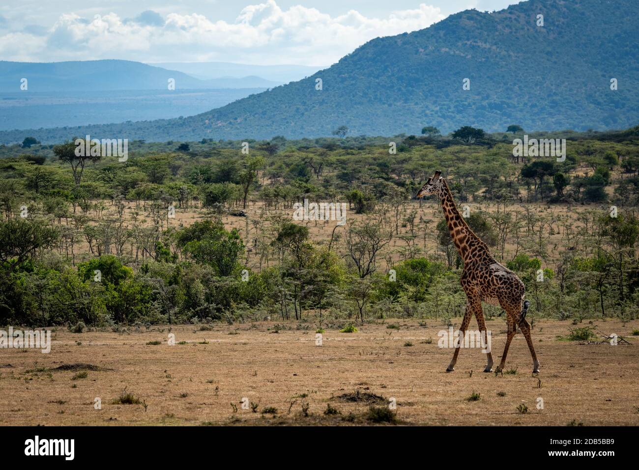 Savannah hills hi-res stock photography and images - Alamy