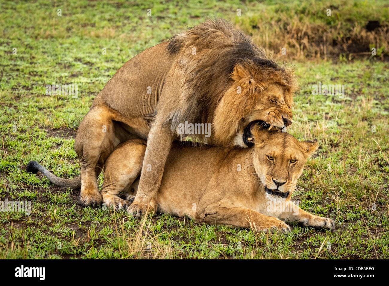 Mating male lion bites ear of female Stock Photo - Alamy