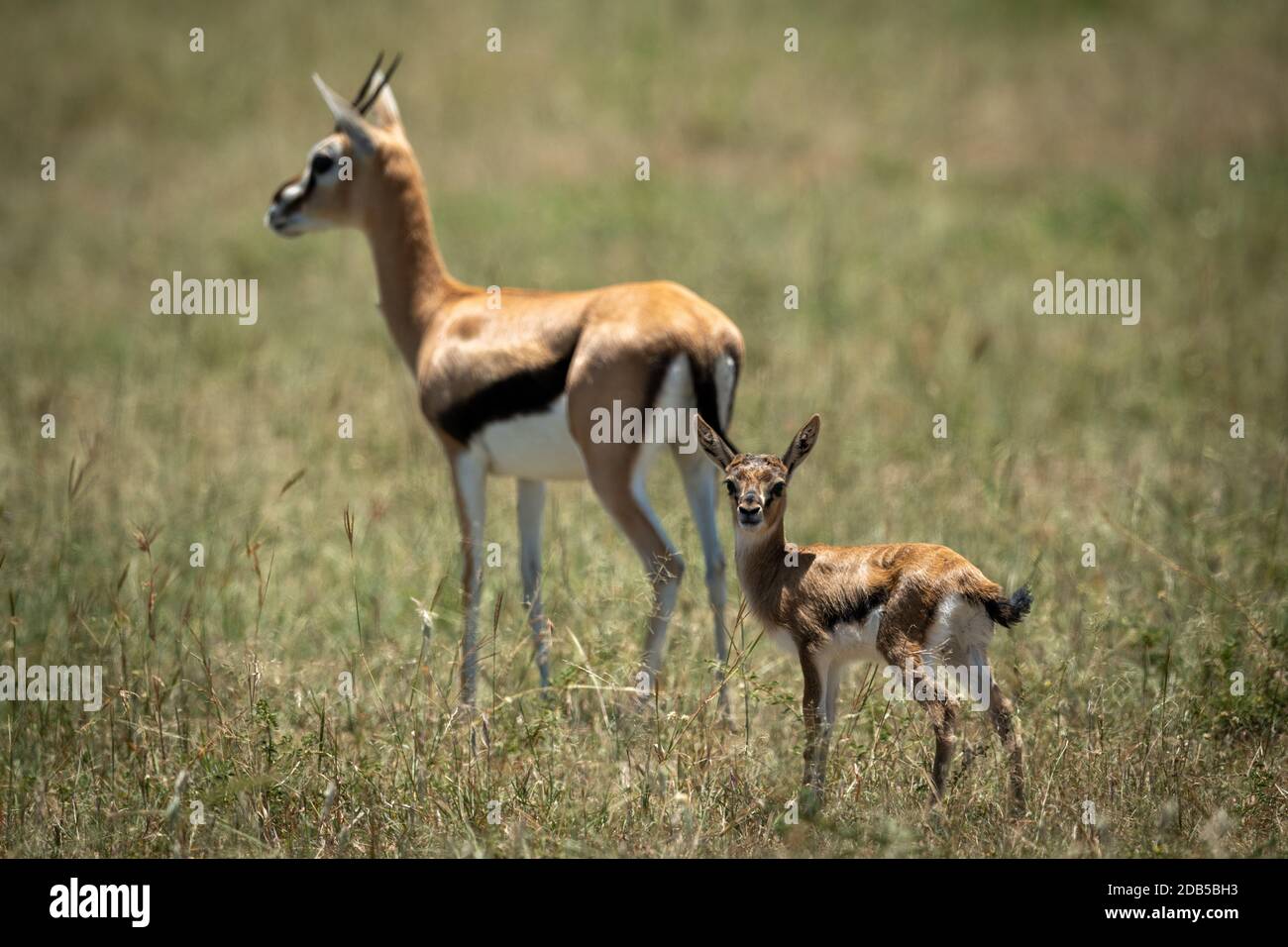 Mother and baby Thomson gazelle in grass Stock Photo - Alamy