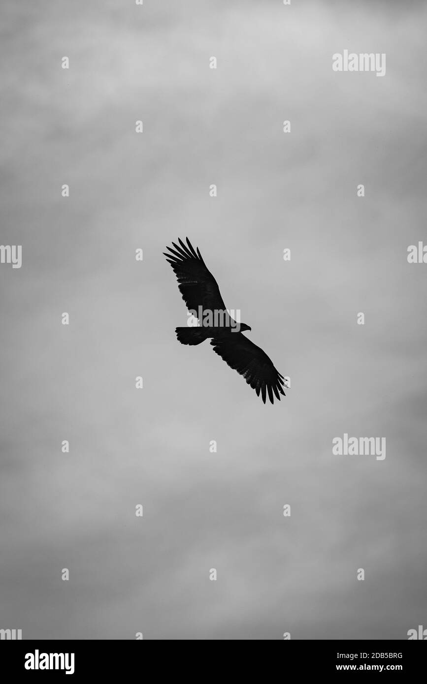 White and brown eagle Black and White Stock Photos & Images Alamy