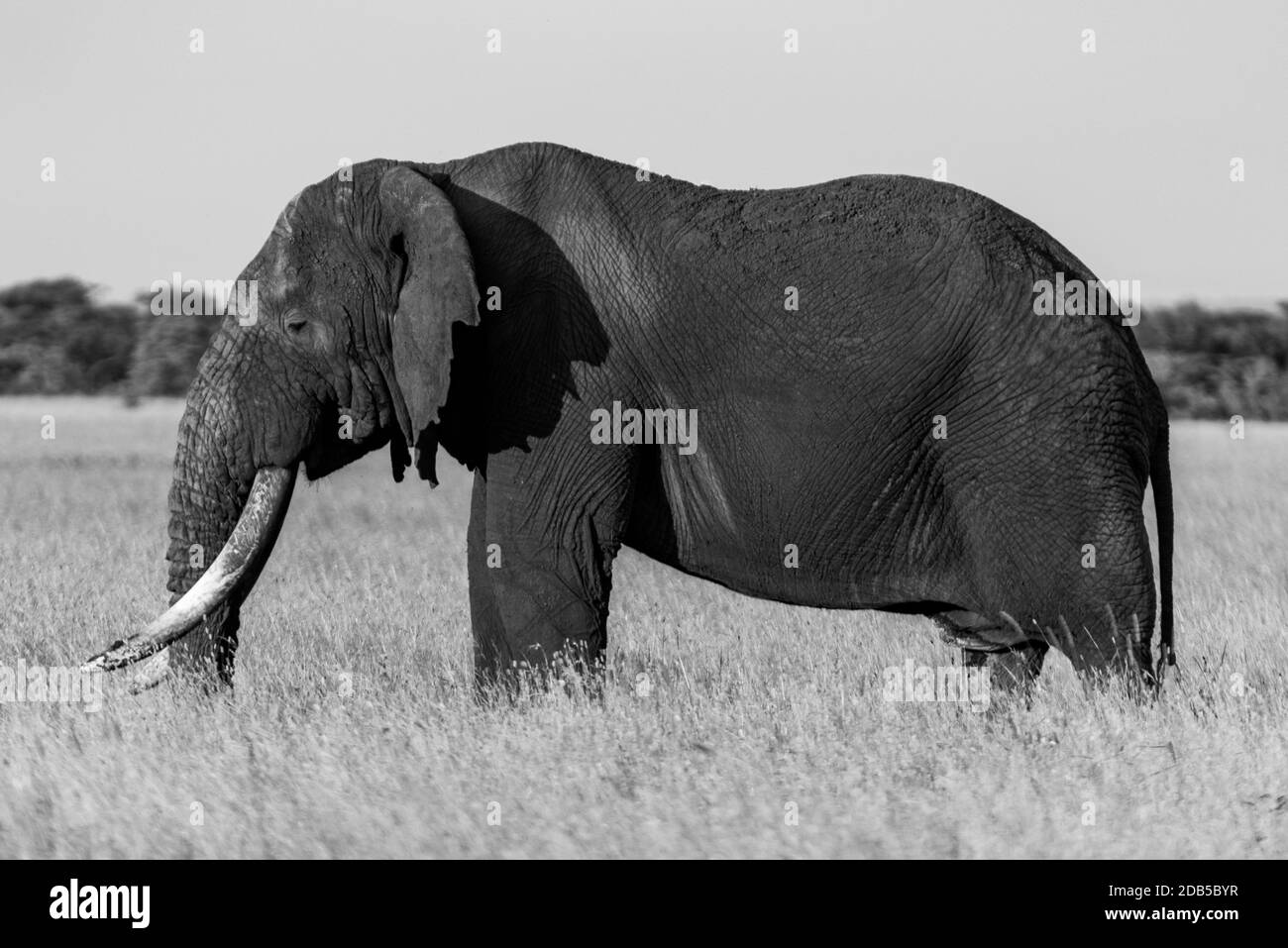 Mono African bush elephant stands in profile Stock Photo - Alamy