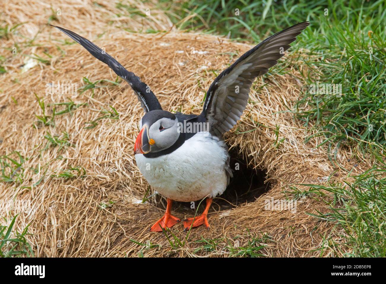 Atlantic puffin (Fratercula arctica) stretching wings after emerging from burrow entrance on sea cliff top in seabird colony in summer Stock Photo