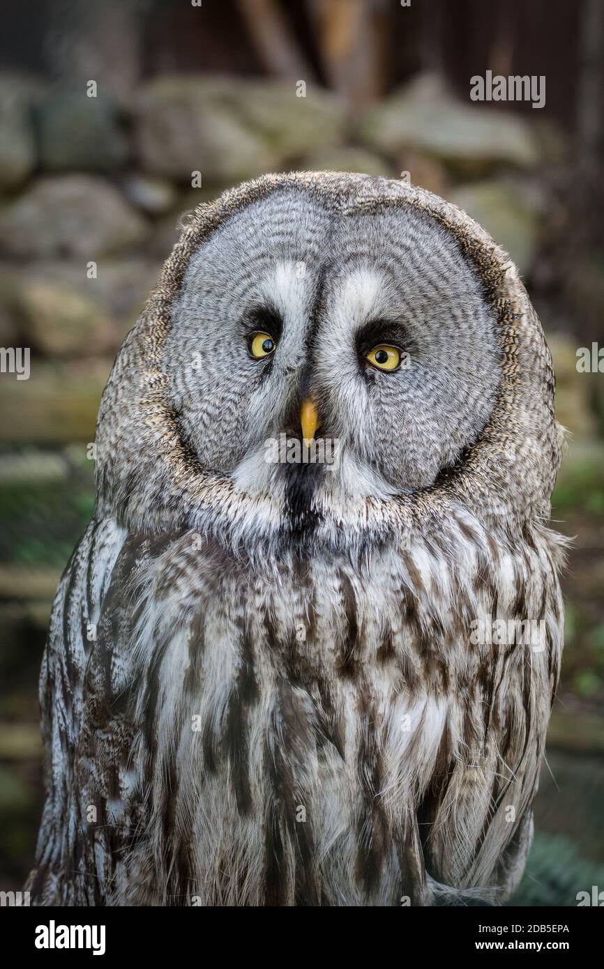 Great Grey Owl Looking Into The Camera With Beautiful Bright Eyes Stock great-grey-owl-looking-into-the-camera-with-beautiful-bright-eyes-stock