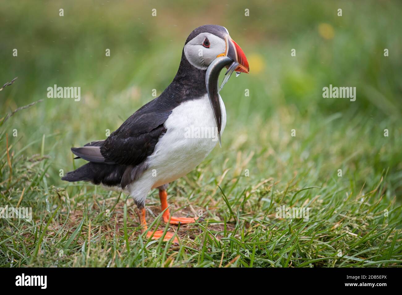 Atlantic puffin (Fratercula arctica) with beak full of fish bringing sand eels / sandeels to burrow on sea cliff top in seabird colony in summer Stock Photo