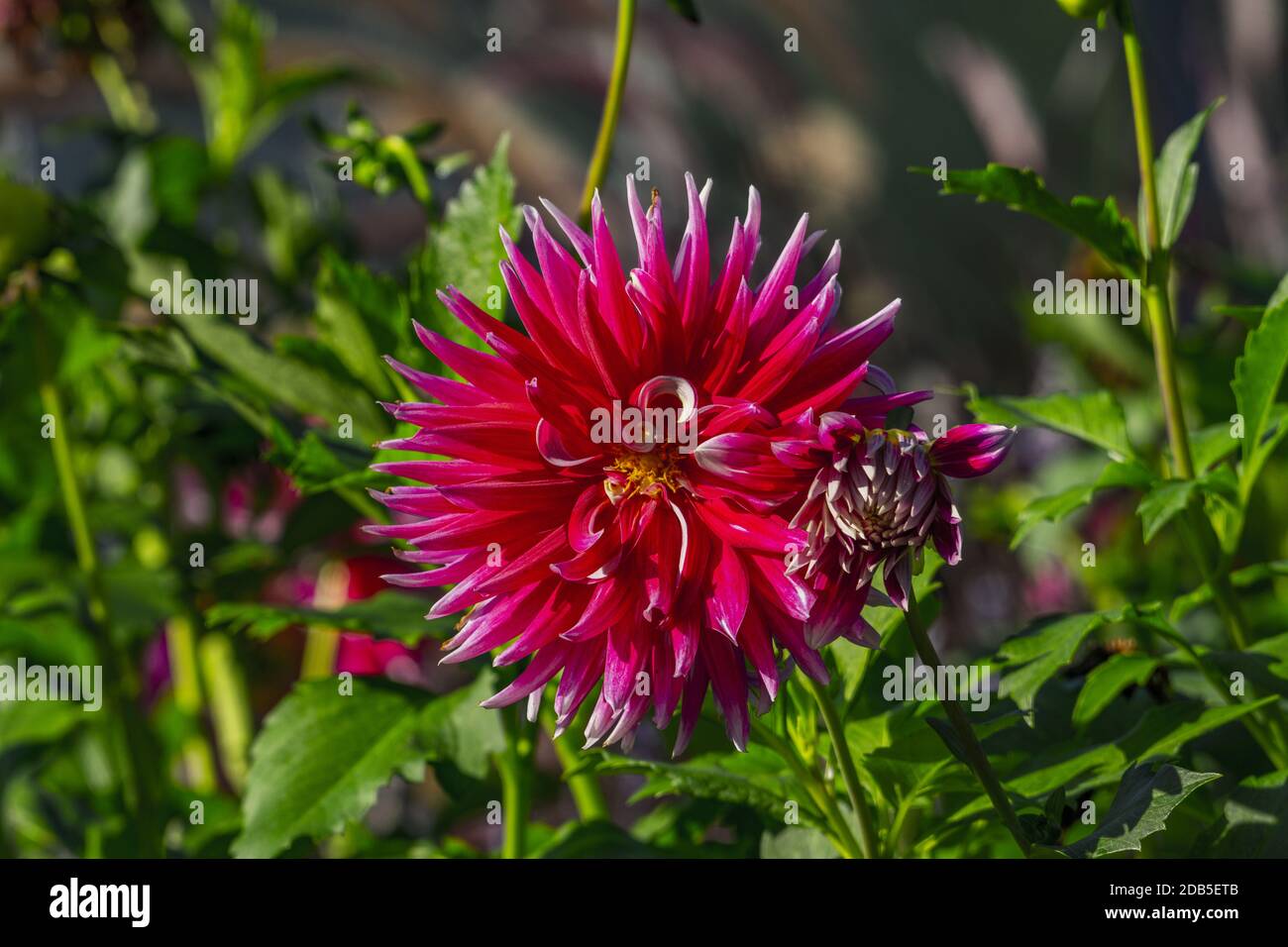 A closeup shot of dark pink dahlia flower in the garden Stock Photo - Alamy