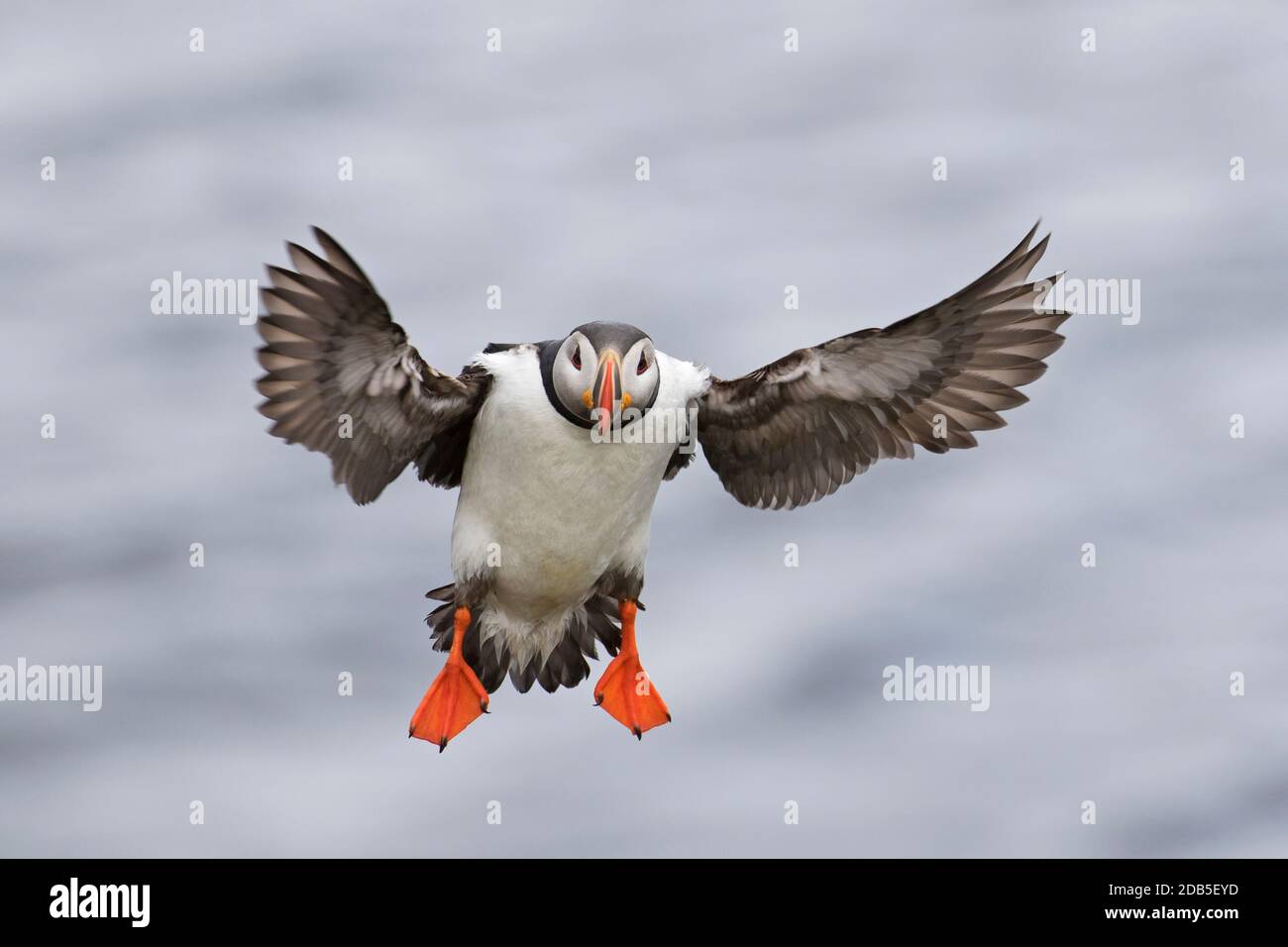 Atlantic puffin (Fratercula arctica) in breeding plumage landing with spread wings in summer Stock Photo