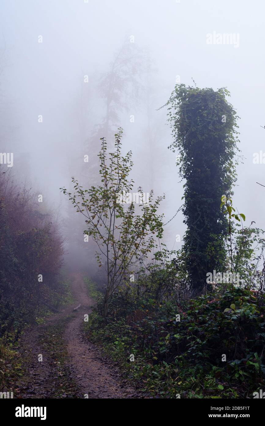 Narrow path through foggy forest in autumn. Weather, seasons, environment and forestry concepts Stock Photo