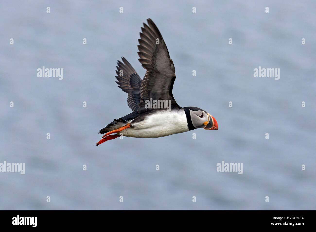 Atlantic puffin (Fratercula arctica) in breeding plumage flying over sea water in summer Stock Photo