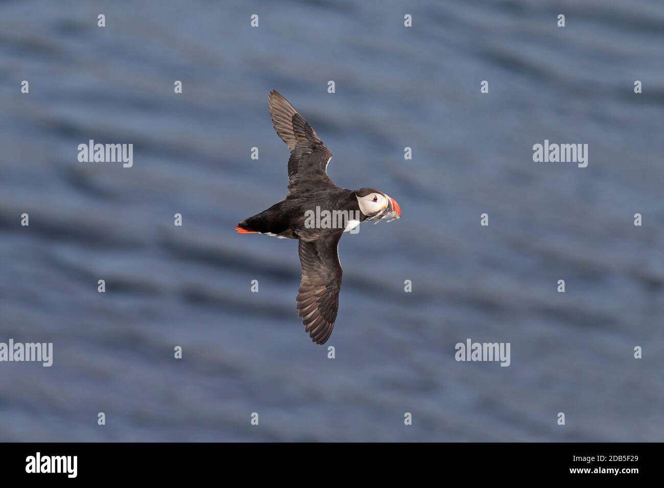 Atlantic puffin (Fratercula arctica) in breeding plumage flying over sea water with sand eels / sandeels in beak in summer Stock Photo