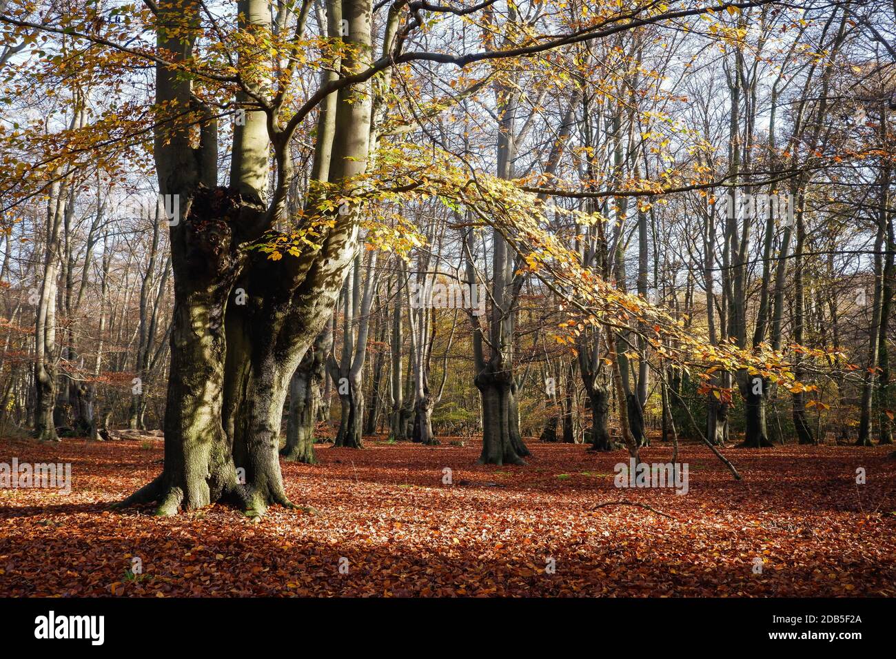 Loughton, Essex, UK November 2020 Epping Forest, managed by the City of London Stock Photo