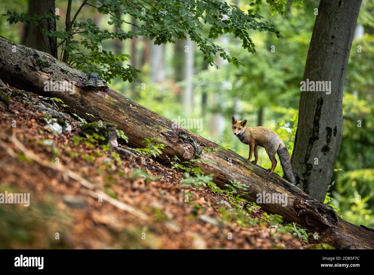Curious red fox, vulpes vulpes, standing on a fallen tree trunk in summer forest on hillside. Diagonal minimalist composition of wild animal in natura Stock Photo