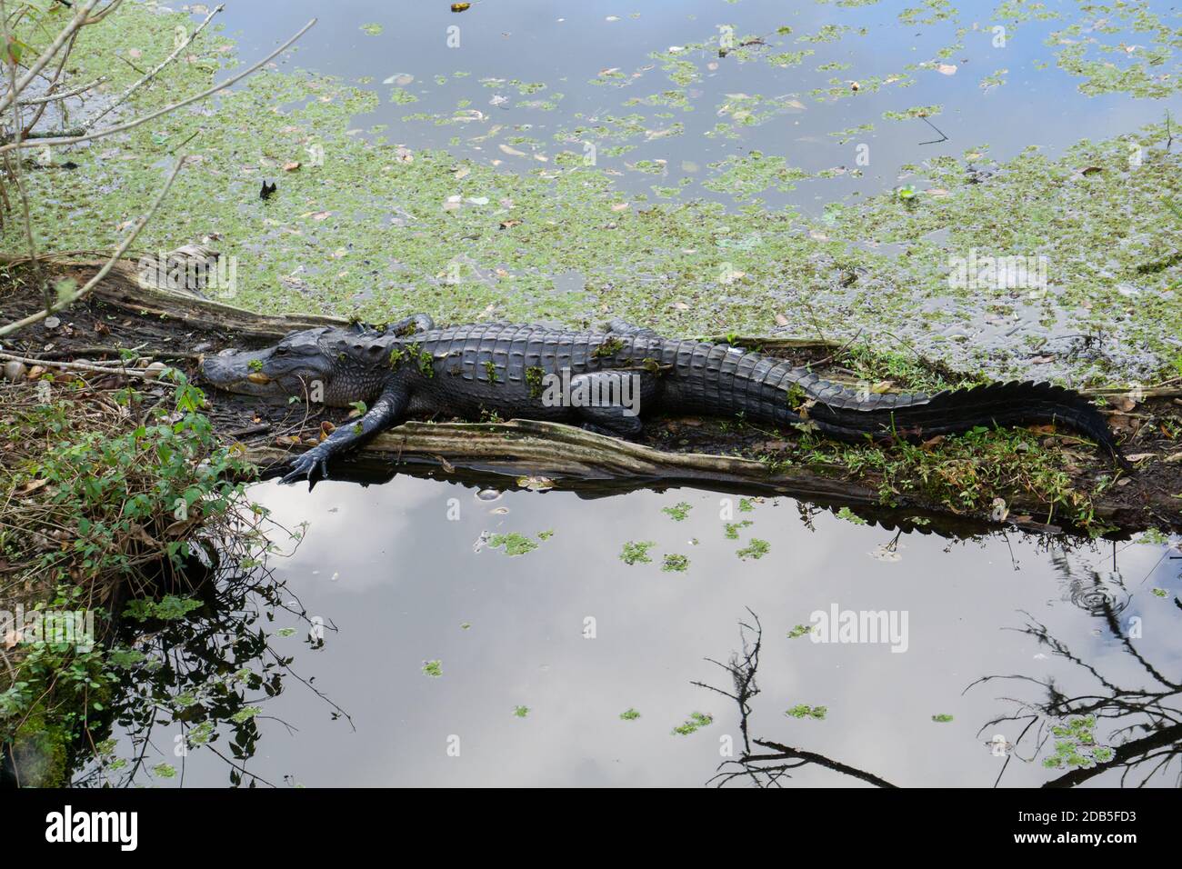 Large American Alligator (Alligator mississippiensis) covered in duckweed sitting on a log at Lettuce Lake Park, Tampa, Florida, USA Stock Photo