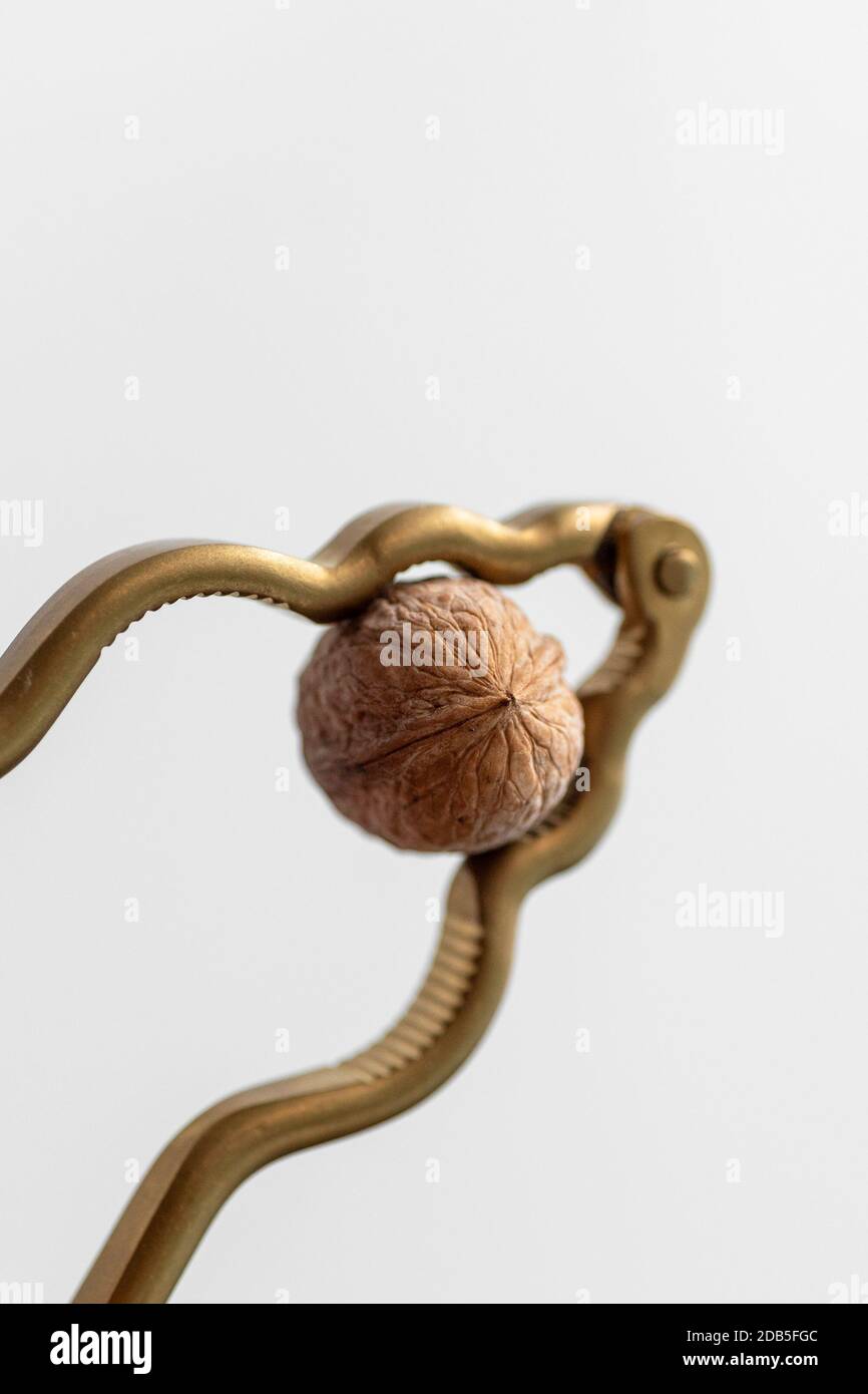 Using a nutcracker to crack a nut Stock Photo Alamy