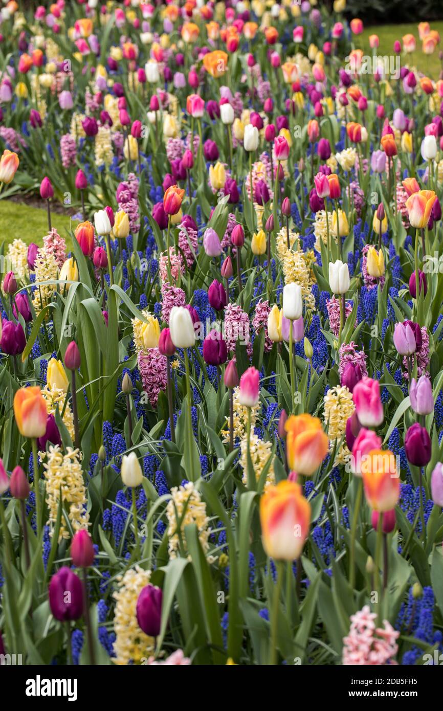 colorful tulips and hyacinths blooming in a garden Stock Photo - Alamy