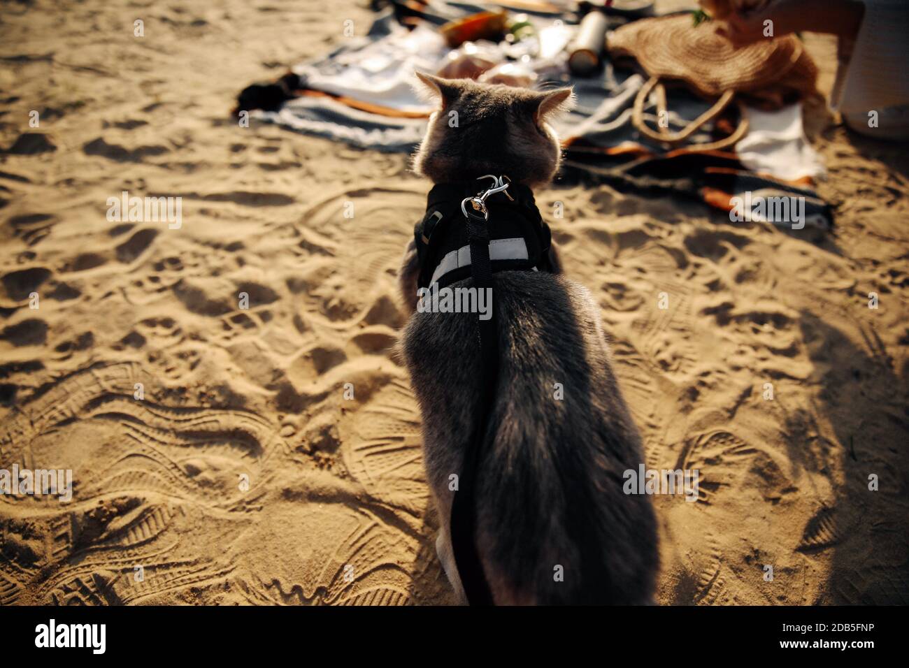 This stock photo shows a Scottish Straight gray cat of six months with a leash on the beach on a sunny day Stock Photo