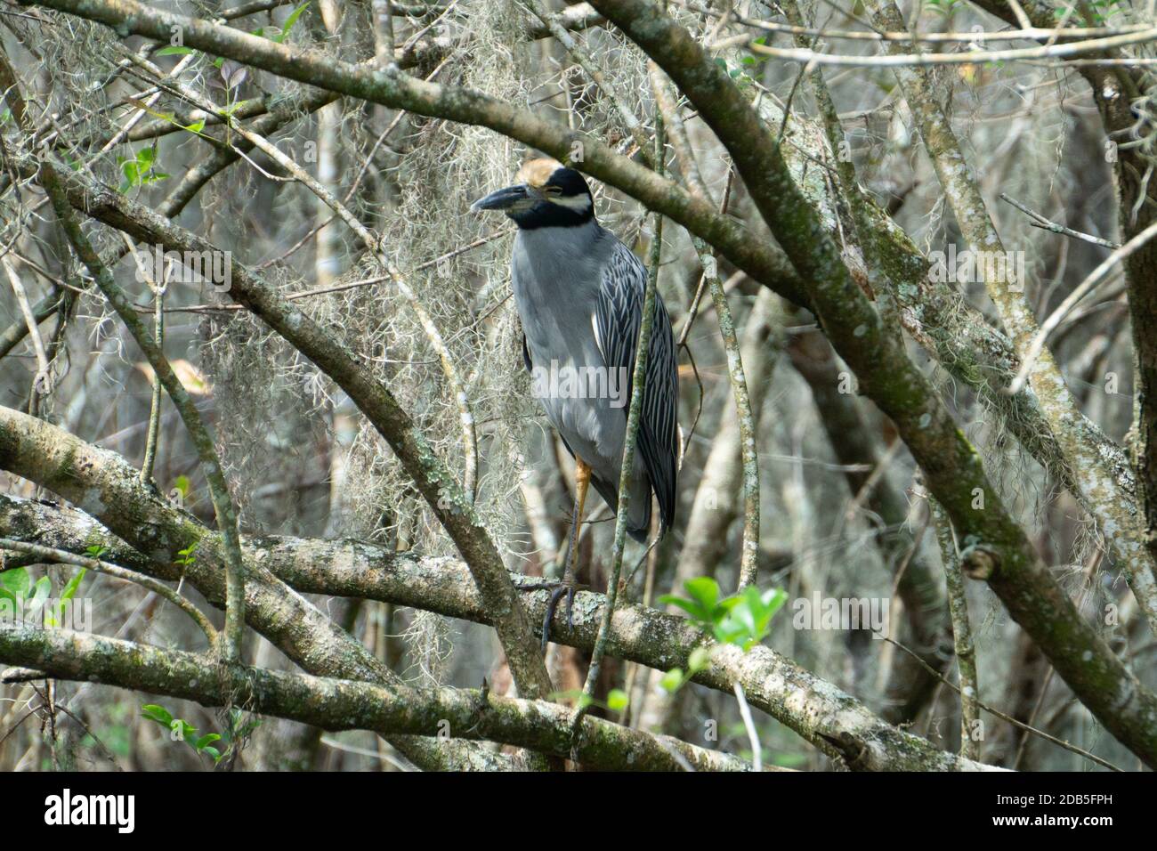 Yellow-crowned Night-Heron (Nyctanassa violacea) sleeping in a tree during the day at Lettuce Lake Park, Tampa, Florida Stock Photo