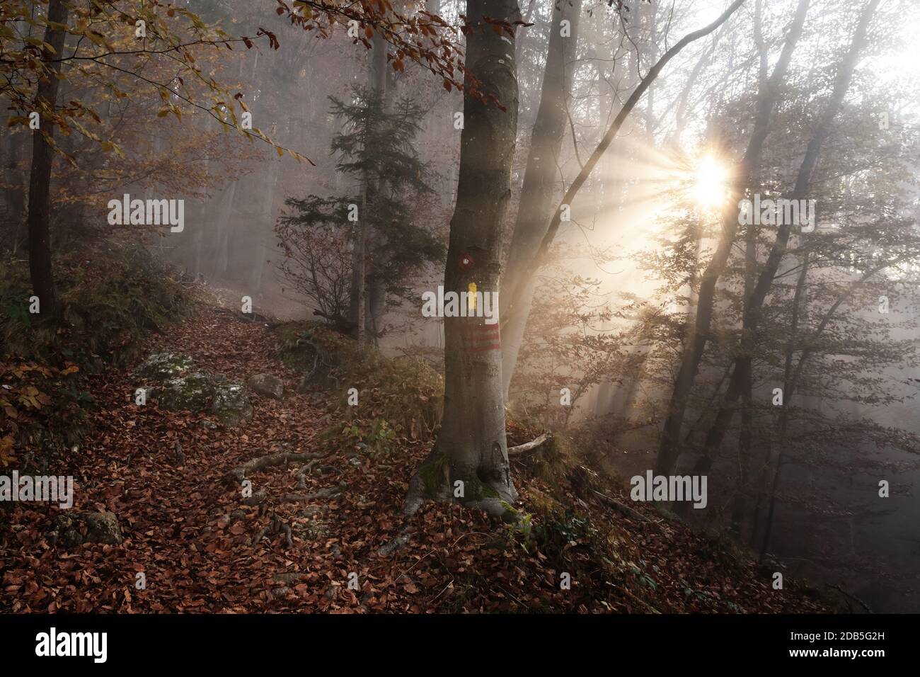 Path through mixed forest and markings on beech tree, sun shining through morning fog in background. Beauty in nature, forestry and optimism concepts Stock Photo