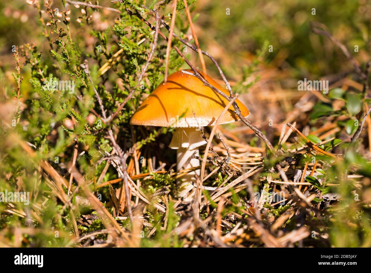 dangerous to humans wild poisonous mushrooms that grow in the forest, close-up on the wild Stock Photo