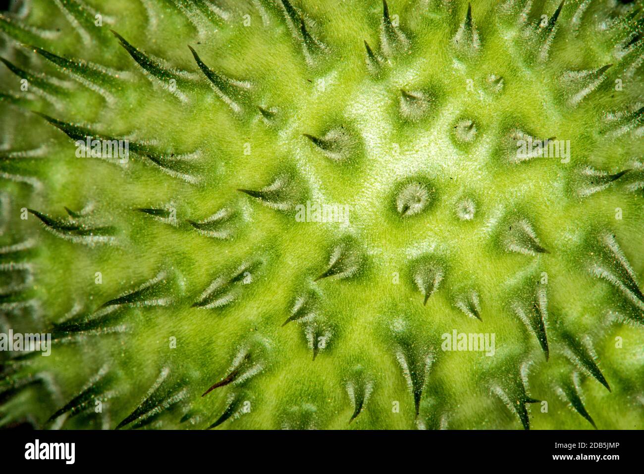 Toloache, pricklyburr, famous holy plant, thorny apple Stock Photo