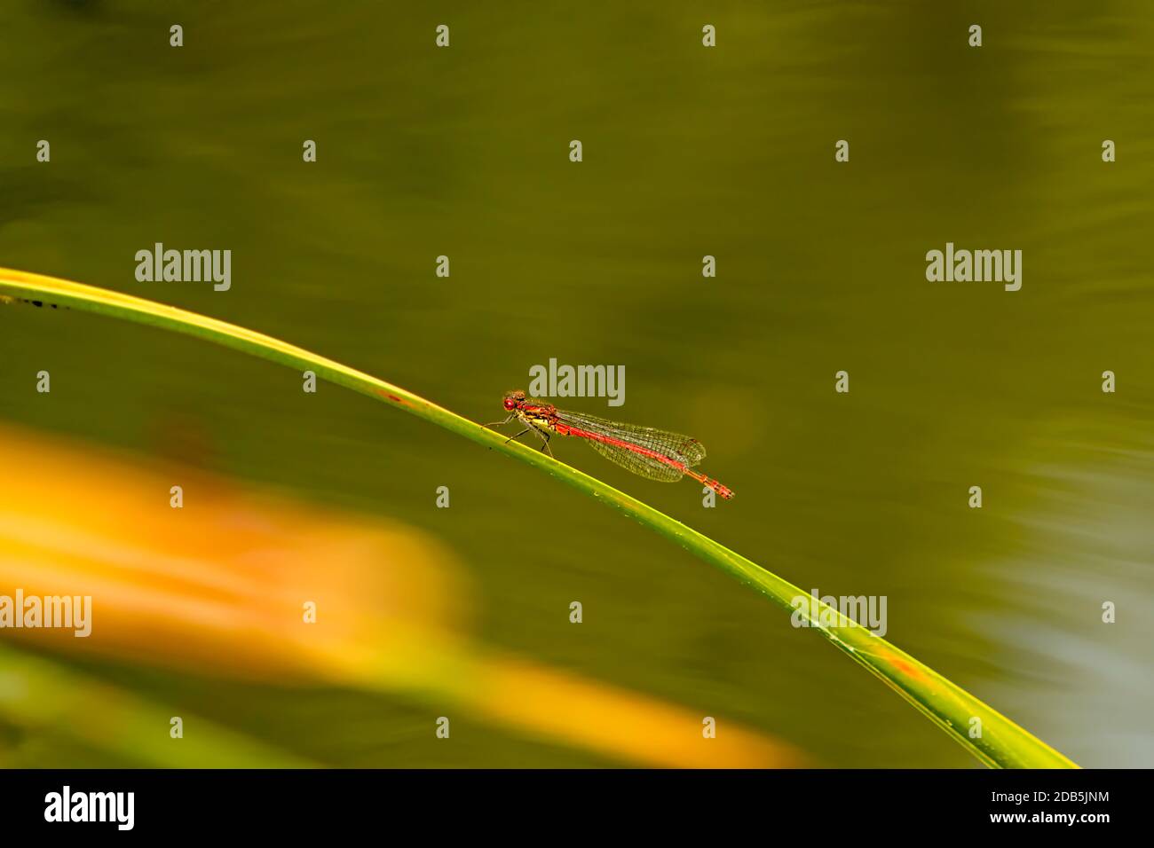 Large red damselfly on a leaf Stock Photo - Alamy