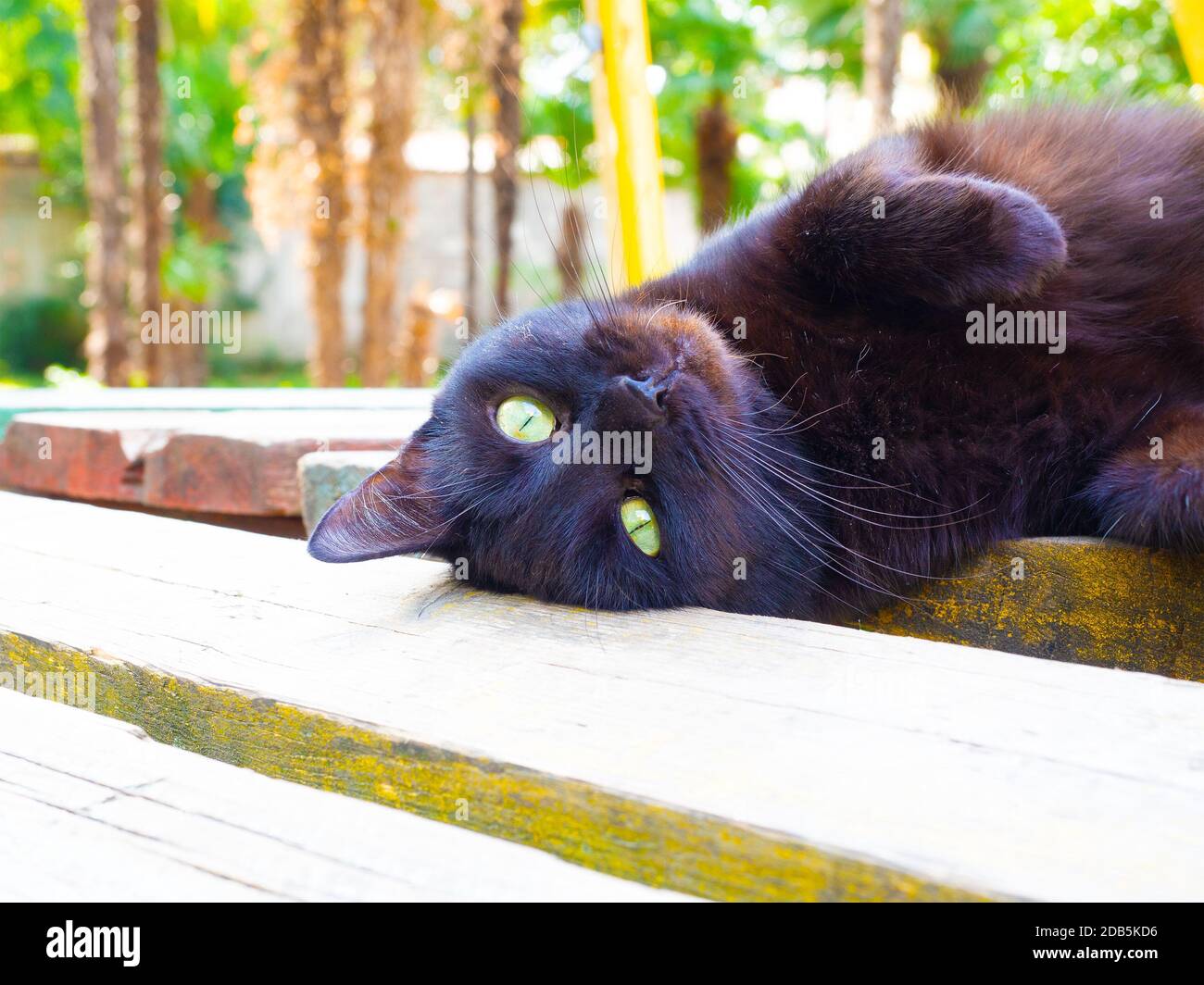 Cute black cat lies on the surface of wooden planks on the street Stock Photo