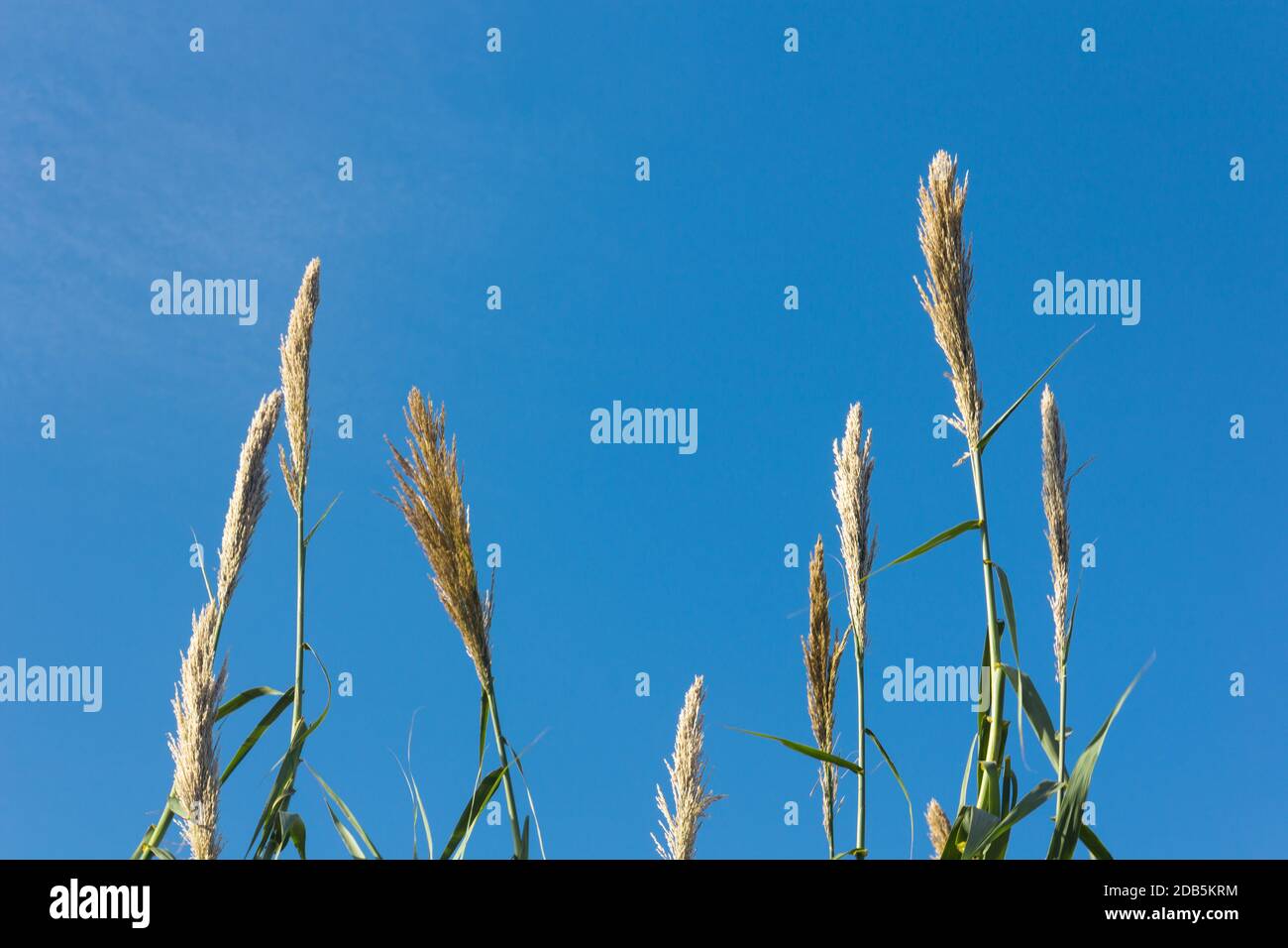 Flowers from various common reeds on the banks of a Mediterranean river ...