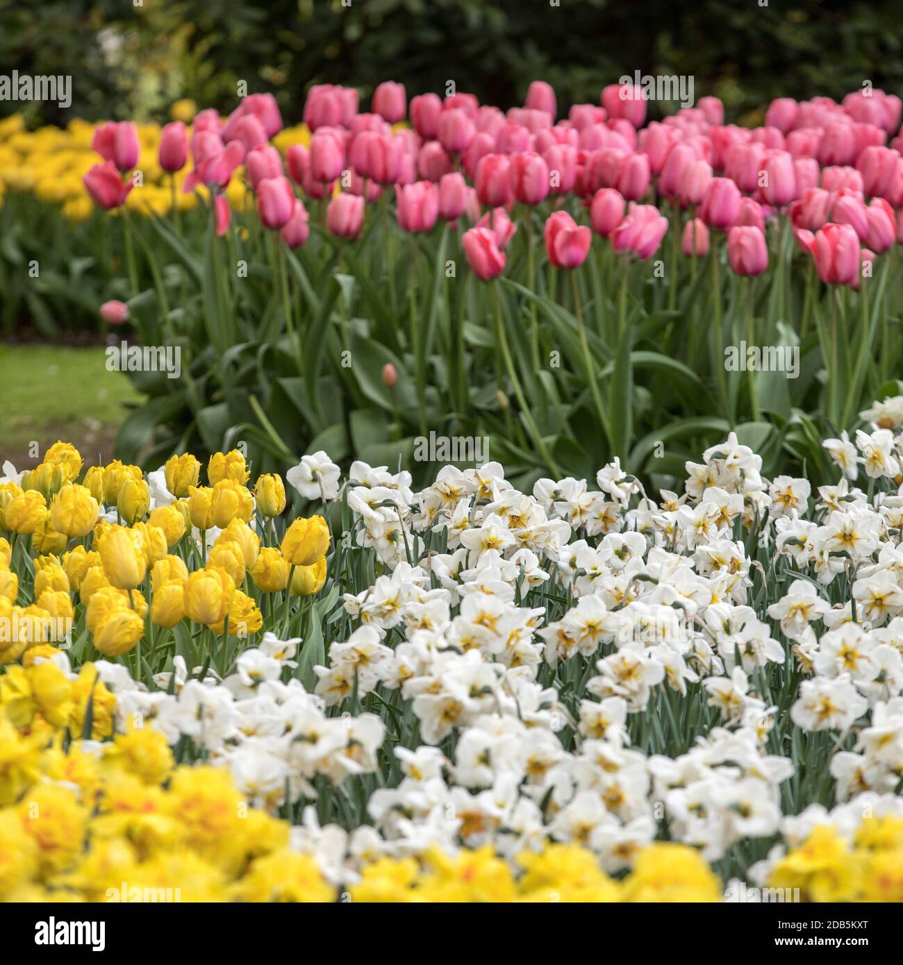 colorful tulips and daffodils blooming in a garden Stock Photo - Alamy