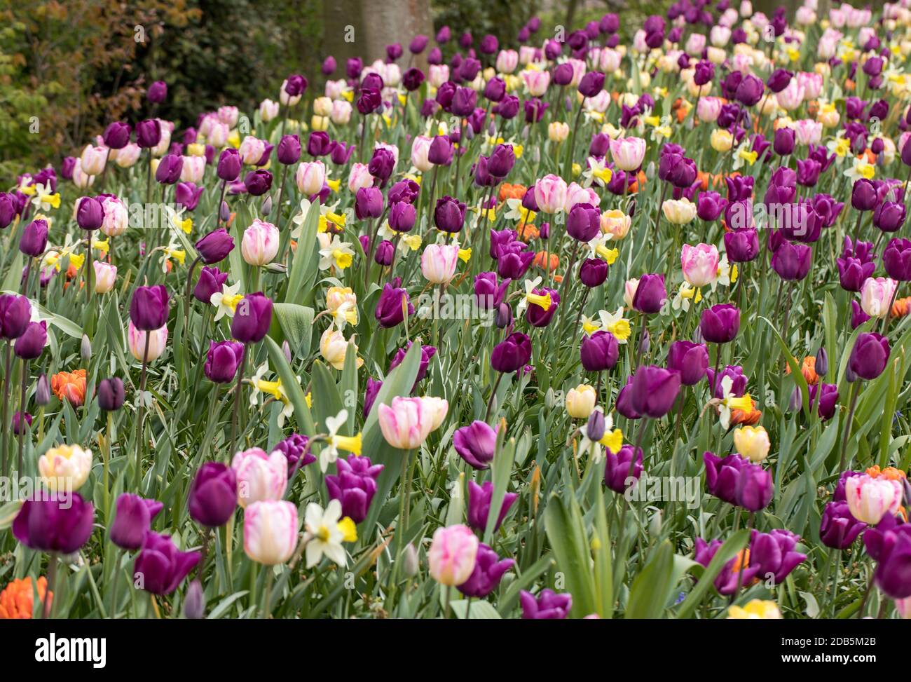 colorful tulips and daffodils blooming in a garden Stock Photo - Alamy