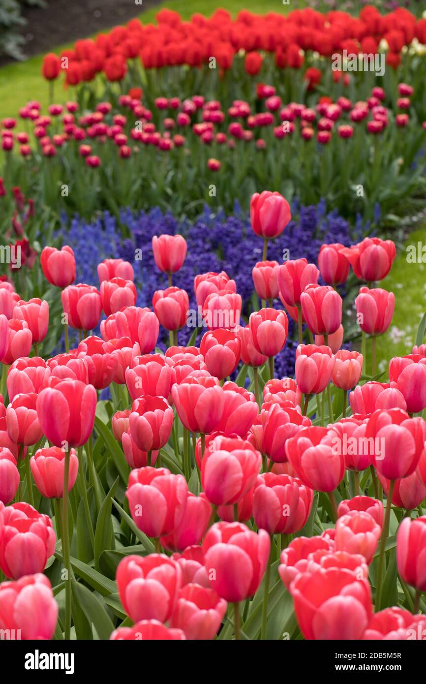 colorful tulips and grape hyacinth blooming in a garden Stock Photo - Alamy